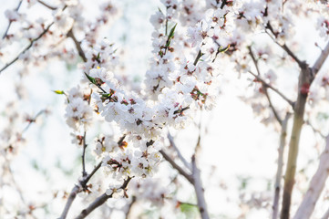 Fototapeta premium Blooming Apricot tree (Prunus armeniaca) in spring