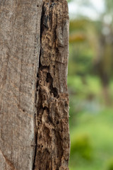 background wood texture with trees