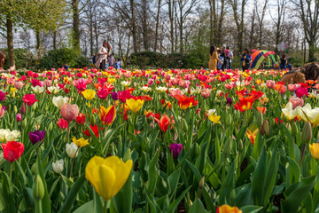 Beautiful outdoor sunny view of  foreground colourful picturesque vivid mixture colour blooming tulips field and background of blur standing tourists and visitors at Keukenhof Gardens in Netherlands.