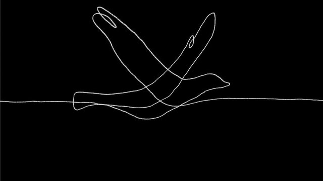 2d Animation motion graphics continuous line drawing of a bird or dove flying side view  on white and green screen with alpha matte in HD high definition.