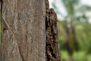 background wood texture with trees