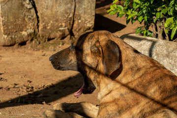 brown dog lying down, standing, looking forward