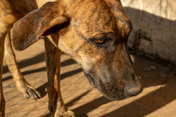 brown dog lying down, standing, looking forward