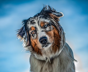 dog aussie AustralianShepherd nature bluemerl