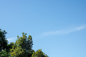 background with blue sky, trees and 