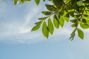 background with blue sky, trees and 