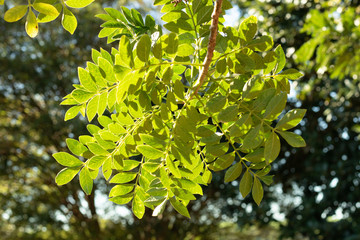 leaves of green and yellow trees with sunlight