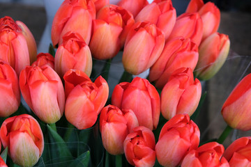 Fototapeta premium tulipes rouges