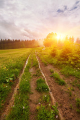 Fototapeta premium Droga leśna prowadząca przez las sosnowy