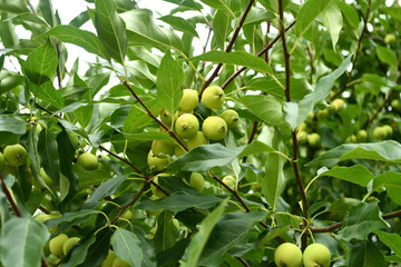 Fresh apples on the tree.
