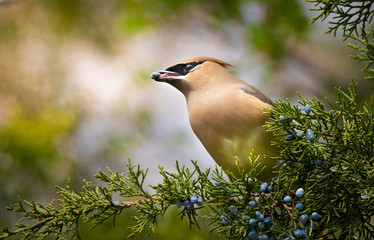 Cedar Waxwings