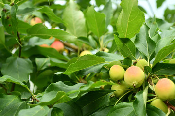Fresh apples on the tree.