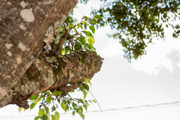 background with branches, leaves and roots of trees