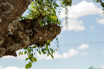 background with branches, leaves and roots of trees