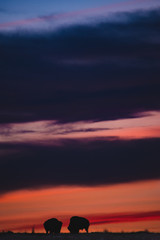 Bison in Sunset