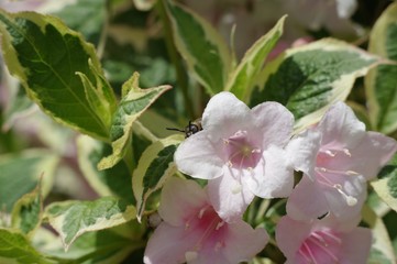 ウツギの花と昆虫