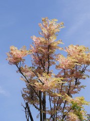 チャンチンの木