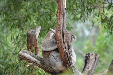 Koala sleeping close up fur tree Australia marsupial gum tree