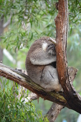 Koala sleeping close up fur tree Australia marsupial gum tree