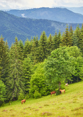 Fototapeta na wymiar Ranch in the forest. Beautiful horses graze on green grass