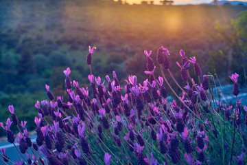 View in the sunset Sunset of Spanish Lavender (stoechas), Spanish Lavender (lavender), Lavandula pedunculata, French Lavender, Butterfly Lavender, Lavandula stoechas