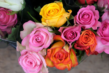 belles roses