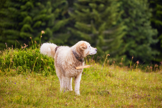 romanian shepherd dog