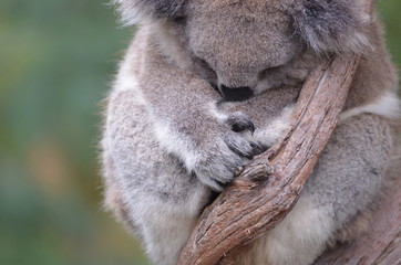 Koala sleeping close up fur tree Australia marsupial gum tree