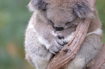 Koala sleeping close up fur tree Australia marsupial gum tree