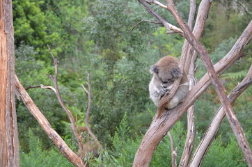Fototapeta na wymiar Koala sleeping close up fur tree Australia marsupial gum tree