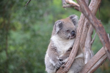 Koala sleeping close up fur tree Australia marsupial gum tree