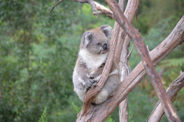 Koala sleeping close up fur tree Australia marsupial gum tree