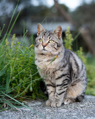 A cute little tabby cat sitting on a stone wall