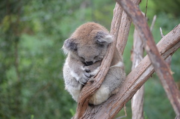 Koala sleeping close up fur tree Australia marsupial gum tree
