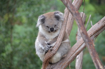 Koala sleeping close up fur tree Australia marsupial gum tree