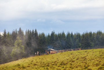 lot sheep on the beautiful green meadow