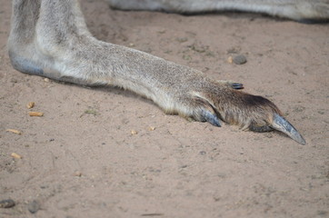 kangaroo paws feet claws Australia foot toe