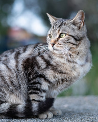 A cute little tabby cat sitting on a stone wall