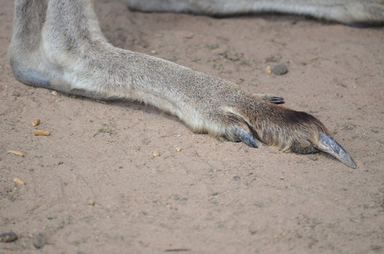kangaroo paws feet claws Australia foot toe Stock Photo | Adobe Stock kangaroo paws feet claws Australia foot toe Stock Photo | Adobe Stock