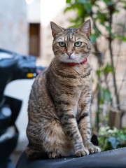A cute little tabby cat sitting on a motor bike