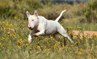 bull terrier