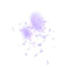 Violet flower petals falling down. Classic romanti