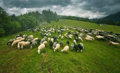 flock of sheep in a mountain valley