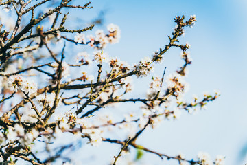 bourgeons 