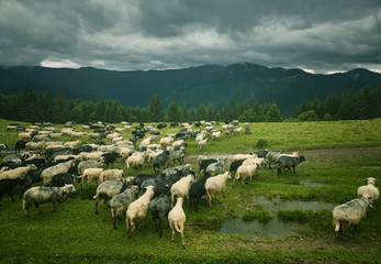 Flock of sheep at sunset. Sheeps in a meadow in the mountains.
