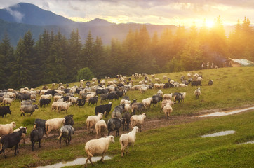 Obraz premium Flock of sheep at sunset. Sheeps in a meadow in the mountains.