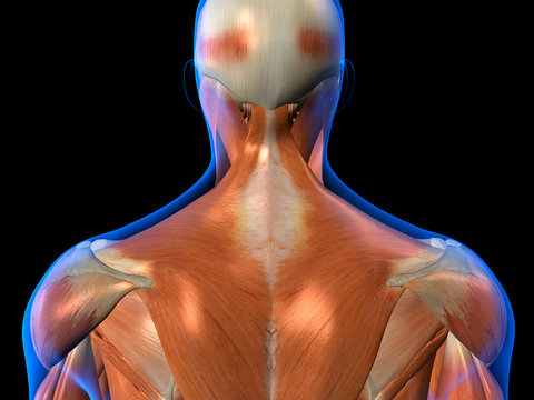 Anatomy of Neck and Back Muscles on Black Background