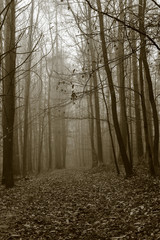 This is a forest in fog