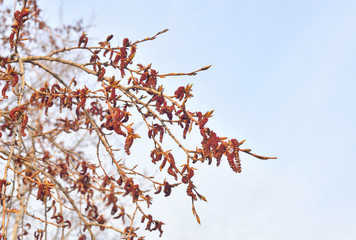 Earrings flowering poplar.