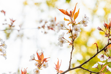 Beautiful cherry blossom sakura in spring time